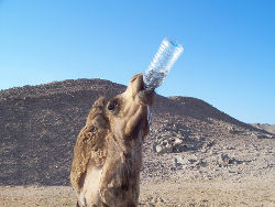 Cameldrink